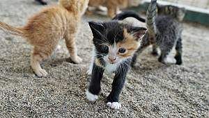  Büyükşehir 35 bin sokak hayvanına yuva oldu