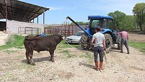 Elbistan'da ihtiyaç sahipleri için kurban kesildi 