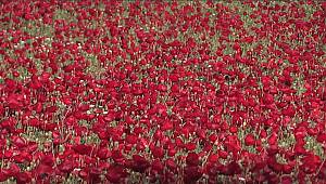 Kahramanmaraş'ta açan gelincikler güzel görüntüler oluşturdu 