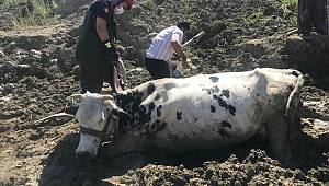 Kahramanmaraş’ta bataklığa saplanan inek vinçle kurtarıldı 