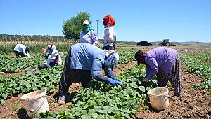 Kahramanmaraş'ta dede yadigarı tohumla ekilen salatalık üreticisini sevindiriyor 