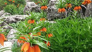 Kahramanmaraş’ta ters laleler öksüz kaldı 