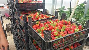 Kahramanmaraş’ta topraksız tarım ilk meyvesini verdi 