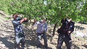 Kahramanmaraş'ta zirai don kayısı bahçelerine zarar verdi 