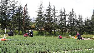 Kahramanmaraşlı kadınlar Türkiye'nin yeşillendirilmesine anne şefkatiyle katkı sağlıyor 