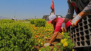 Kavşaklarda mevsimlik çiçekler dikiliyor 