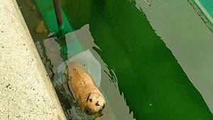 Sulama kanalına düşen köpeği son anda kurtardılar