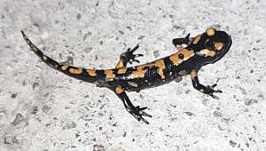 Benekli Anadolu Semenderinin Kahramanmaraş’ta nüfusu arttı 