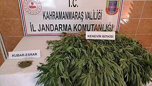 Evinde kenevir yetiştirdi jandarmaya yakalandı 