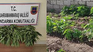 Evinin bahçesinde kenevir yetiştirdi 