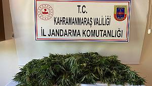 Pazarcık’ta 204 kenevir ele geçirildi 