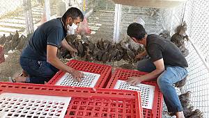 Türkiye’nin kınalı keklik popülasyonunu Kahramanmaraş sağlıyor 