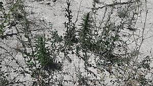 Göksun’da evinde esrar yetiştirdi yakalandı 