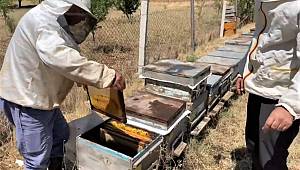 Kahramanmaraş’ta binlerce bal arısı telef oldu 