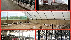 Küçükbaş ve büyükbaş hayvancılık işletmelerine yönelik yatırımlara %50 Hibe 