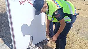 Tabelaya sıkışan kedinin yardımına jandarma yetişti 
