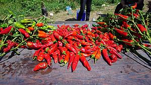 Çiftçi Fide Desteğinden Memnun 