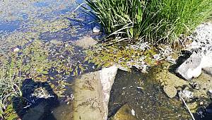 Elbistan’da balık ölümlerinin nedeni belli oldu 