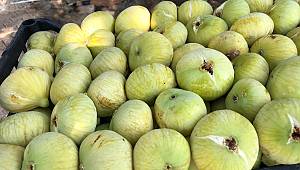 Kahramanmaraş'ın meşhur ‘Abbas İnciri’ hasadı başladı 