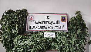 Kahramanmaraş’ta 122 kenevir bitkisi ele geçirildi 