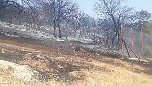 Kahramanmaraş’ta orman yangını paniğe neden oldu 