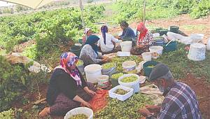 Kahramanmaraş’ta ‘peygamber üzümü’ hasadına başlandı 