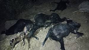 Kahramanmaraş´ta yıldırım düşmesi sonucu 45 keçi telef oldu 