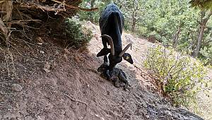 Kayalıklarda mahsur kalan keçileri jandarma ekipleri kurtardı 