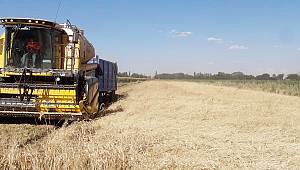 Siyez Buğdayı Atalarımızdan Bize Kalan Önemli Bir Mirastır 