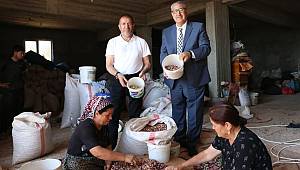 Kervancıoğlu Kahramanmaraşta Fıstık Hasadına Katıldı