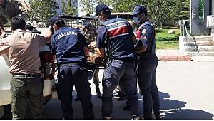 Yaralı yaban keçisine Jandarma ekipleri sahip çıktı 