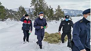 Kahramanmaraş’ta kızıl geyikler için yem bırakıldı ..