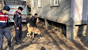 köpek dövüşçülerini HAYDİ ekipleri yakaladı..