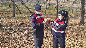 Yaralı şahine jandarma sahip çıktı ..