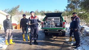 Kahramanmaraş’ta başıboş pitbula el konuldu