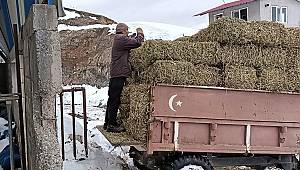 Kahramanmaraş’ta besi ahırlarının çatısı çöktü hayvanlar telef oldu