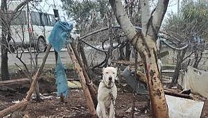 Kimliksiz Pitbull’a el konuldu ..