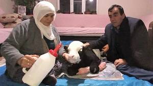 Erken doğan buzağıya bebek gibi bakıyor