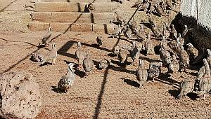 Kene ve sünne savaşçıları Kahramanmaraş'ta üretiliyor