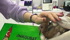 Yaralı kumruya Onikişubat Belediyesi personelleri sahip çıktı..