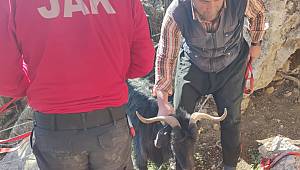 Kayalıklarda mahsur kalan keçiyi jandarma ekipleri kurtardı