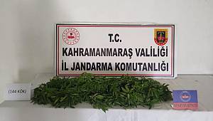 Kenevir yetiştirmek için damlama sulama sistemi kurdu yakalandı