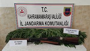 Evinde kenevir yetiştirdi gözaltına alındı