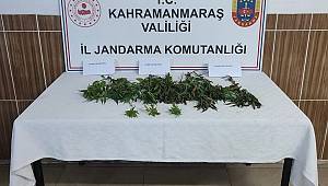Kahramanmaraş’ta evinde kenevir yetiştirdi yakalandı
