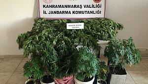 Pazarcık’ta evlerinde kenevir yetiştiren 2 kişi yakalandı