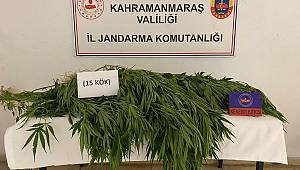 Elbistan’da evinde kenevir yetiştirdi gözaltına alındı 