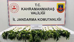 Evinin bahçesinde kenevir yetiştirdi yakalandı