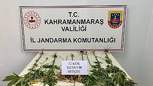 Evinin bahçesinde kenevir yetiştiren şahıs yakalandı...
