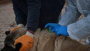 Veteriner Hekim Akın, “Bölgemizde Bulunan Sokak Hayvanı Yoğunluğundan Dolayı Hizmetlerimizi Daha Hızlı Yürütmek İçin Ekibimizi Kurduk” 