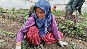 Deprem bölgesinde serada salatalık hasadı başladı..